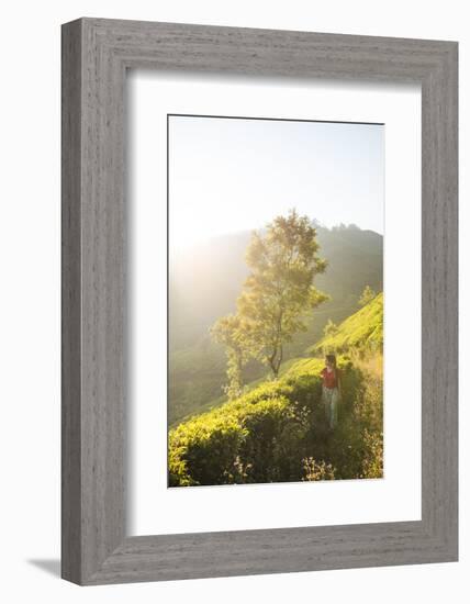 Tea Plantations Near Munnar, Kerala, India, South Asia-Ben Pipe-Framed Photographic Print