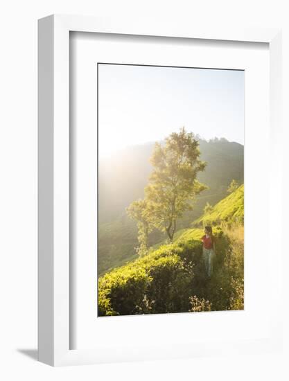 Tea Plantations Near Munnar, Kerala, India, South Asia-Ben Pipe-Framed Photographic Print