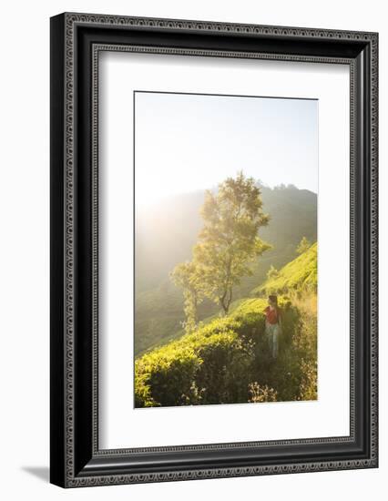 Tea Plantations Near Munnar, Kerala, India, South Asia-Ben Pipe-Framed Photographic Print