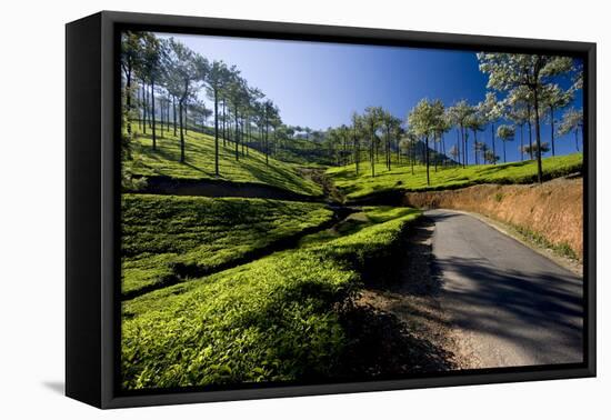 Tea Plantations, Vagamon, Kerala, India, Asia-Balan Madhavan-Framed Premier Image Canvas