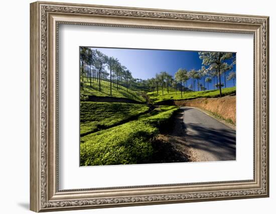 Tea Plantations, Vagamon, Kerala, India, Asia-Balan Madhavan-Framed Photographic Print