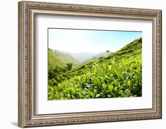 Tea Plantations-Liang Zhang-Framed Photographic Print