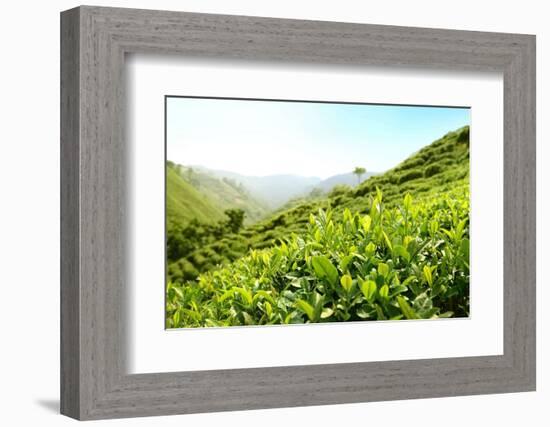 Tea Plantations-Liang Zhang-Framed Photographic Print