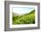 Tea Plantations-Liang Zhang-Framed Photographic Print