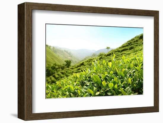 Tea Plantations-Liang Zhang-Framed Photographic Print