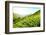 Tea Plantations-Liang Zhang-Framed Photographic Print