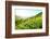 Tea Plantations-Liang Zhang-Framed Photographic Print