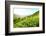 Tea Plantations-Liang Zhang-Framed Photographic Print