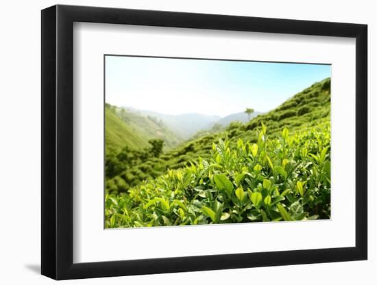 Tea Plantations-Liang Zhang-Framed Photographic Print