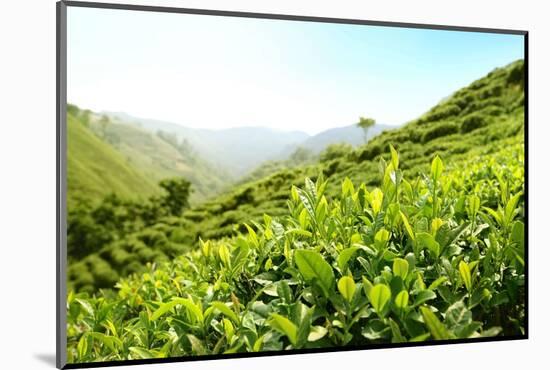 Tea Plantations-Liang Zhang-Mounted Photographic Print