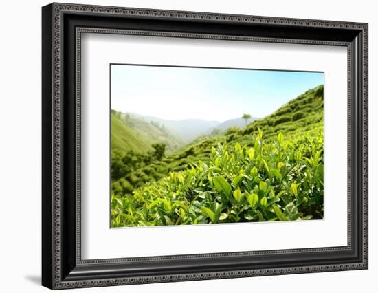 Tea Plantations-Liang Zhang-Framed Photographic Print