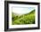 Tea Plantations-Liang Zhang-Framed Photographic Print