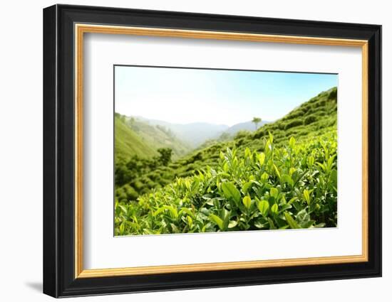 Tea Plantations-Liang Zhang-Framed Photographic Print