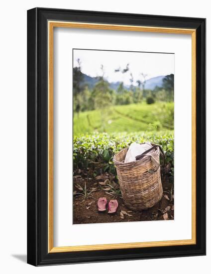 Tea Pluckers Basket and Shoes at a Tea Plantation-Matthew Williams-Ellis-Framed Photographic Print