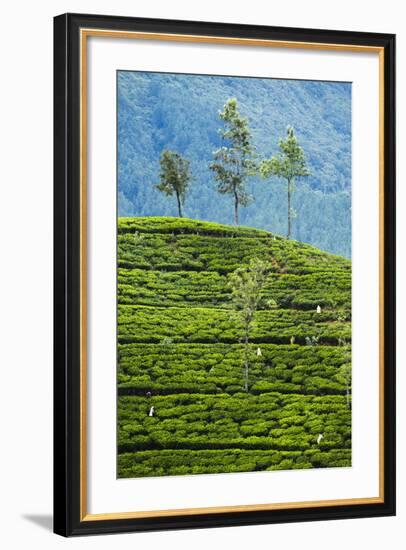 Tea Pluckers Working at a Tea Plantation in the The Central Highlands-Matthew Williams-Ellis-Framed Photographic Print