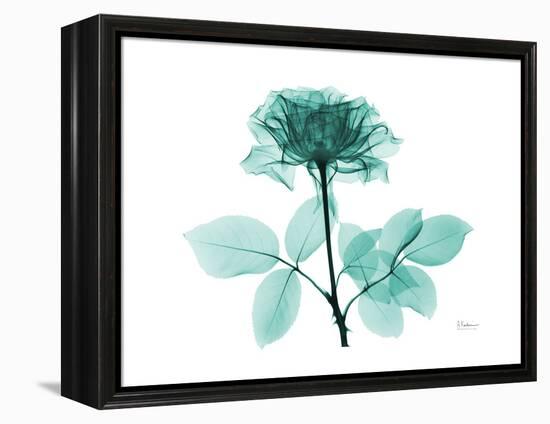 Tea Rose 1-Albert Koetsier-Framed Stretched Canvas
