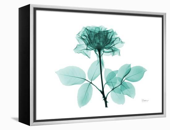 Tea Rose 1-Albert Koetsier-Framed Stretched Canvas