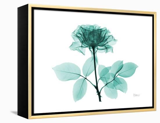 Tea Rose 1-Albert Koetsier-Framed Stretched Canvas