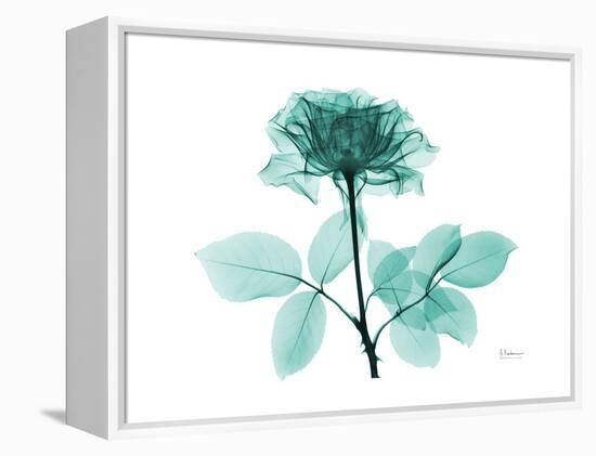 Tea Rose 1-Albert Koetsier-Framed Stretched Canvas