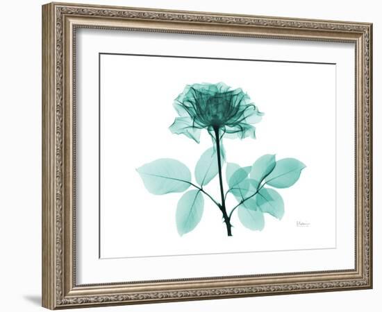 Tea Rose 1-Albert Koetsier-Framed Art Print