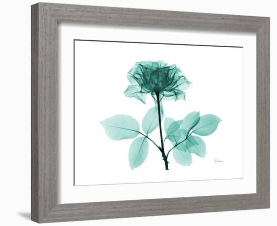 Tea Rose 1-Albert Koetsier-Framed Art Print