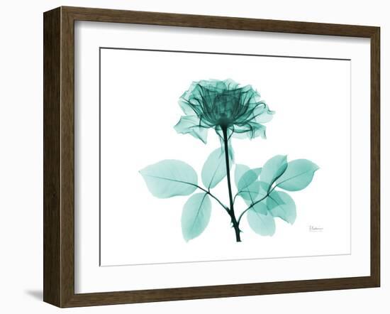 Tea Rose 1-Albert Koetsier-Framed Art Print