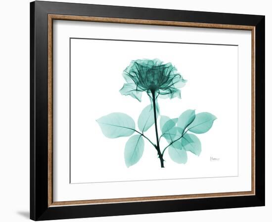 Tea Rose 1-Albert Koetsier-Framed Art Print