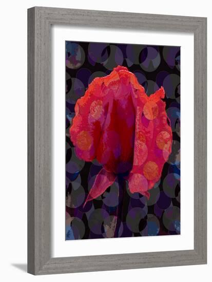 Tea Rose 3B-Scott J. Davis-Framed Giclee Print