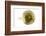 Tea-Fabio Petroni-Framed Photographic Print