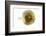 Tea-Fabio Petroni-Framed Photographic Print