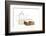 Tea-Fabio Petroni-Framed Photographic Print