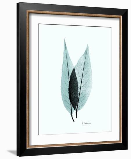 Teal Caplulin Cherry-Albert Koetsier-Framed Art Print