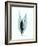 Teal Caplulin Cherry-Albert Koetsier-Framed Art Print