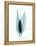 Teal Caplulin Cherry-Albert Koetsier-Framed Stretched Canvas