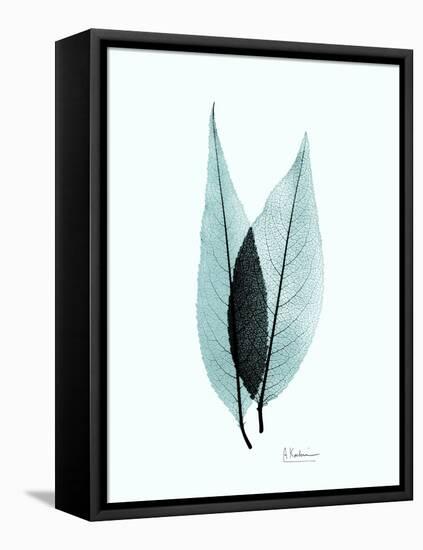 Teal Caplulin Cherry-Albert Koetsier-Framed Stretched Canvas