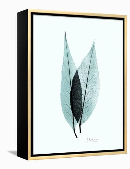 Teal Caplulin Cherry-Albert Koetsier-Framed Stretched Canvas