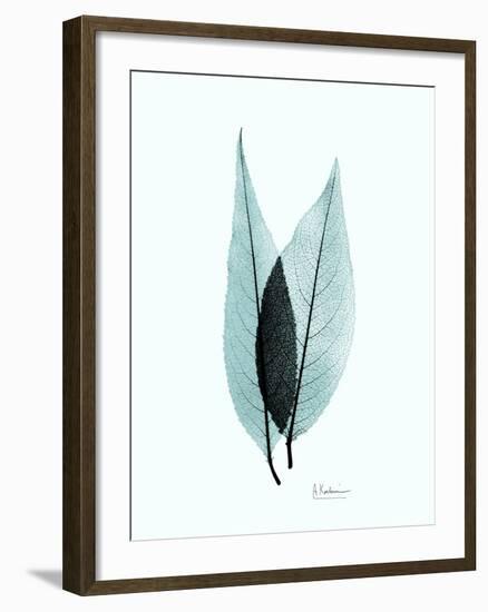 Teal Caplulin Cherry-Albert Koetsier-Framed Premium Giclee Print