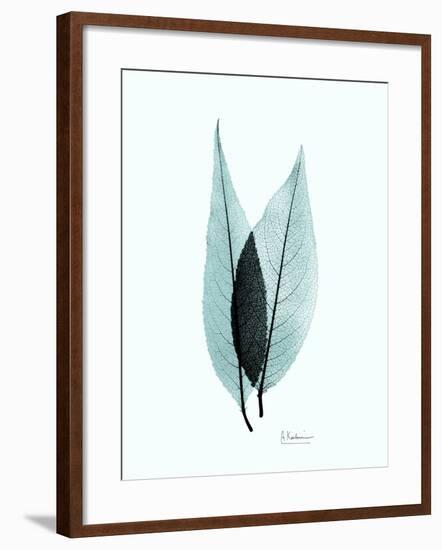 Teal Caplulin Cherry-Albert Koetsier-Framed Premium Giclee Print