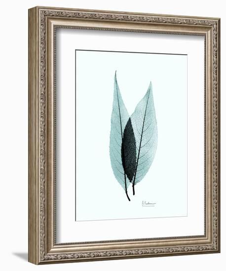 Teal Caplulin Cherry-Albert Koetsier-Framed Art Print