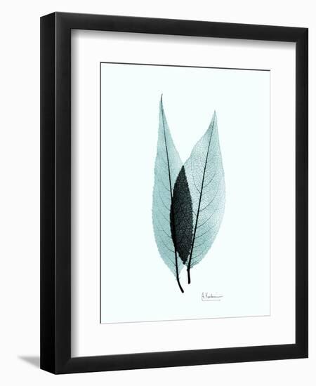 Teal Caplulin Cherry-Albert Koetsier-Framed Art Print