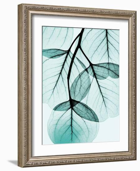 Teal Eucalyptus-Albert Koetsier-Framed Photographic Print