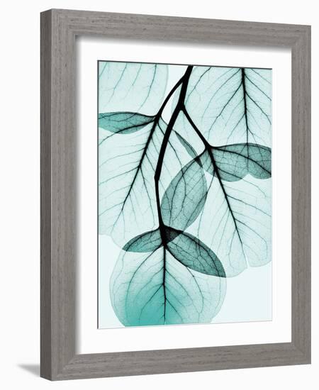 Teal Eucalyptus-Albert Koetsier-Framed Photographic Print