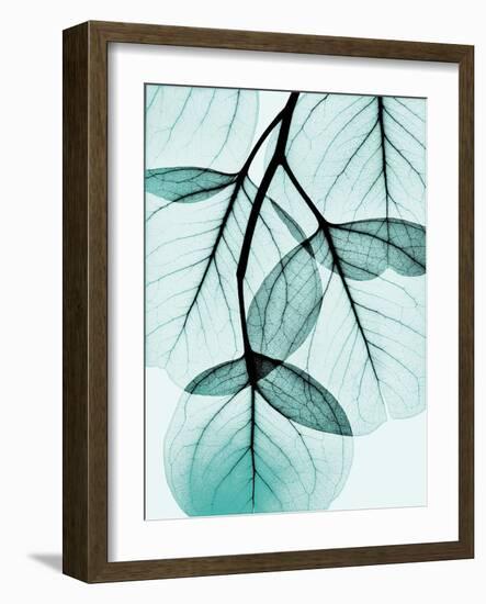 Teal Eucalyptus-Albert Koetsier-Framed Photographic Print