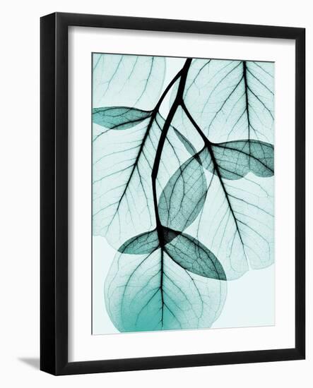 Teal Eucalyptus-Albert Koetsier-Framed Photographic Print