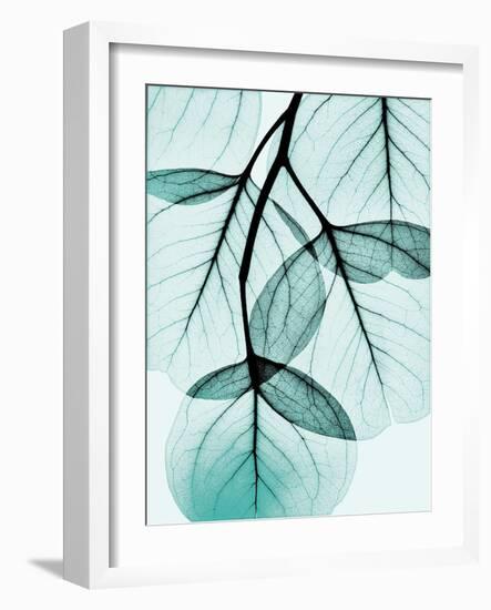 Teal Eucalyptus-Albert Koetsier-Framed Photographic Print