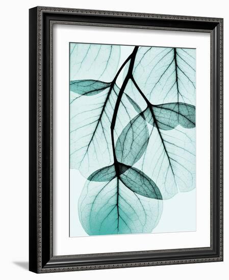 Teal Eucalyptus-Albert Koetsier-Framed Photographic Print