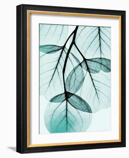 Teal Eucalyptus-Albert Koetsier-Framed Photographic Print