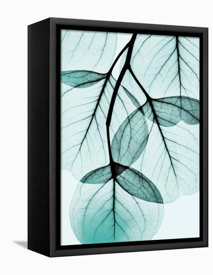 Teal Eucalyptus-Albert Koetsier-Framed Premier Image Canvas