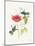 Teal Hummingbirds II Flower-Katie Pertiet-Mounted Art Print