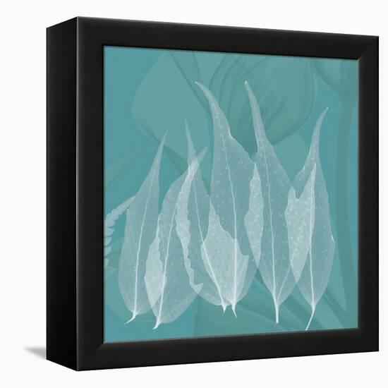 Teal Leaf Xray-Albert Koetsier-Framed Stretched Canvas